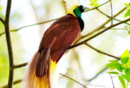 Indonesien Paradiesvogel