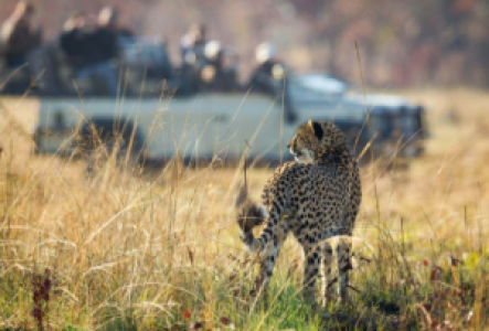 Pirschfahrten in den Busanga Plains, Kafue Nationalpark