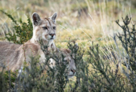Torres del Paine Puma