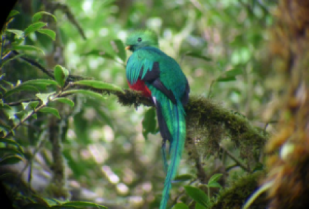 Quetzal Beobachten in Costa Rica