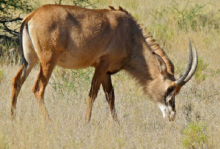 Etosha Rappenantilope