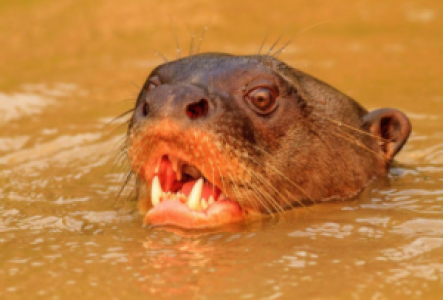 Ecuador Amazonas Riesenflussotter