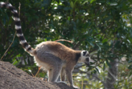 Madagaskar Ringelschwanzlemur