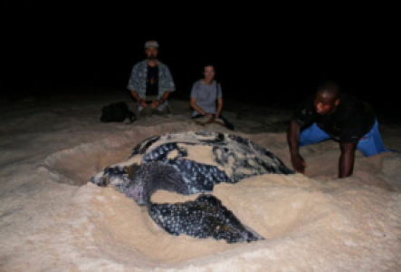 Schildkröten bei der Eierablage in Gabun und Sao Tome & Principe beobachten