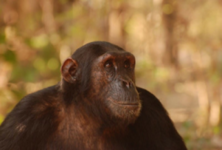 Murchison Falls Schimpansen