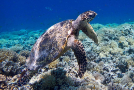 Schnorcheln auf den Gili-Inseln