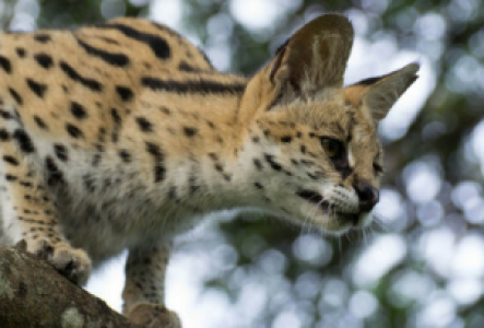 Masai Mara Serval