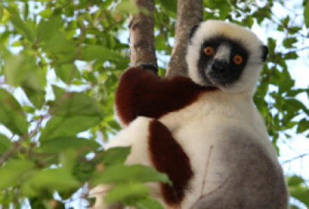 Berenty Sifaka