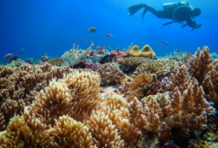 Snorcheln im Komodo Nationalpark