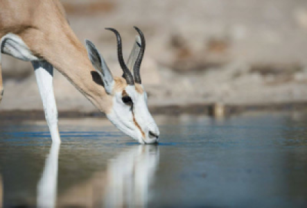 Solitaire Namibia Springbock