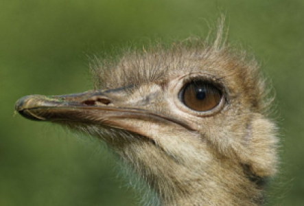 Masai Mara Strauß