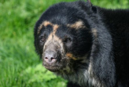 Such nach Brillenbären in Ecuador