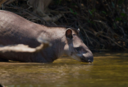 Costa Rica Tapir