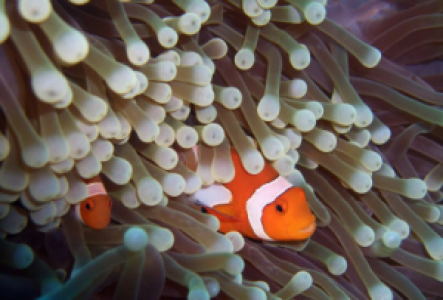 Tauchen auf Pulau Sipadan