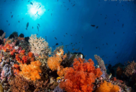 Tauchen oder schnorcheln in den kristallklaren Gewässern von Bangka, Sulawesi.