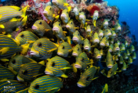 Tauchen oder Schnorcheln in Raja Ampat