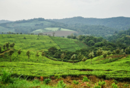 Teeplantagen im Südwesten Ugandas