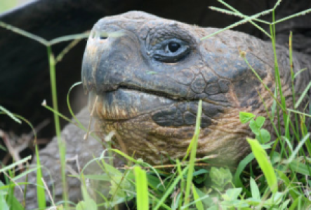 Tierfotografie auf Galapagos
