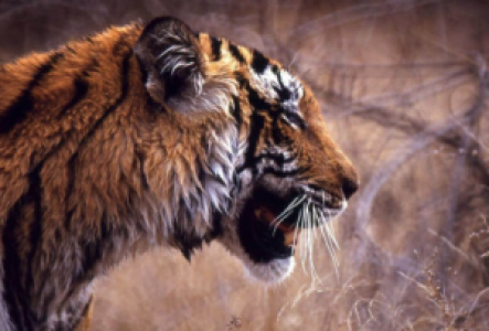 Pench Nationalpark Tiger