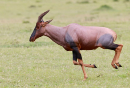 Queen Elisabeth Nationalpark Topi