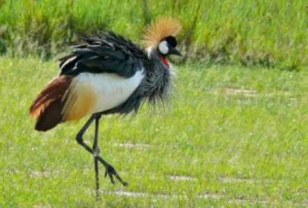 Vogel beobachten in Uganda