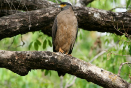 Vogelbeobachtung