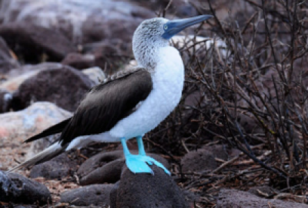 Vogelbeobachtung auf Galapagos