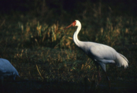 Vogelbeobachtung im Keoladeo Nationalpark
