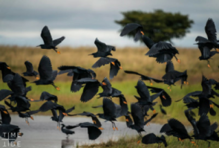 Vogelbeobachtung im Liuwa Plains