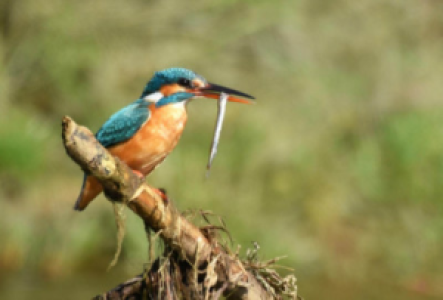 Vogelbeobachtung in Nepal