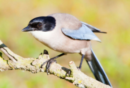 Vogelbeobachtung in Sinharaja