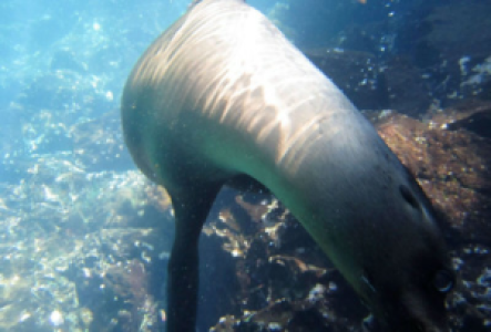 Walbeobachtung auf Galapagos