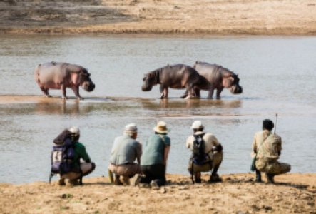 Walksafaris im North Luangwa Nationalpark