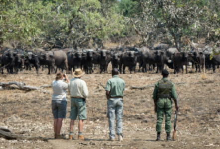 Walksafaris im South Luangwa Nationalpark
