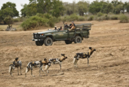 Wildhund Safari im South Luangwa Nationalpark