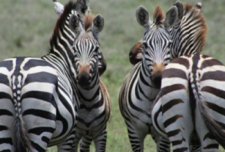 Savuti Marsh Zebra