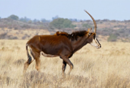 Etosha Zobelantilope