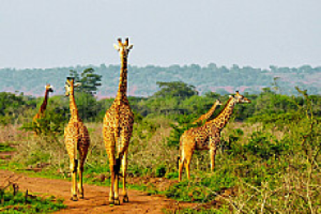 Akagera Nationalpark