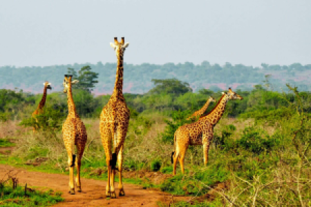 Akagera Nationalpark display image