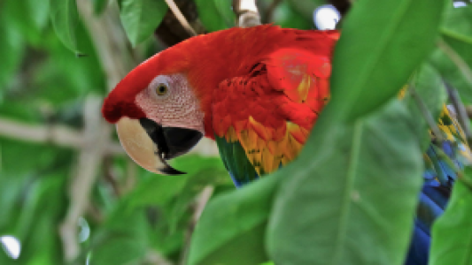 Brasilien Amazonas und Jaguare image