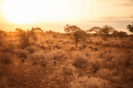 Amboseli Nationalpark display image