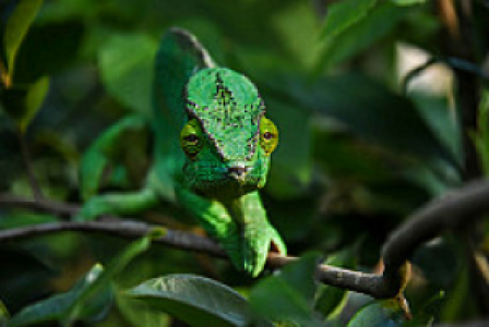 Andasibe Nationalpark