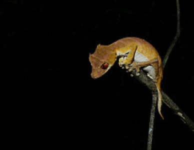 Ankarafantsika