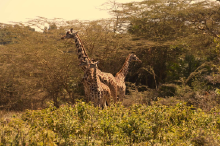 Tansania Serengeti Intensivsafari: die große Migration image