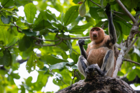 Bako Nationalpark display image