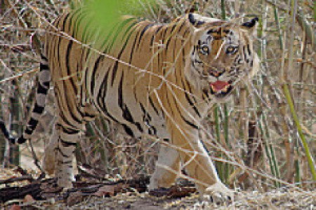 Bandhavgahr