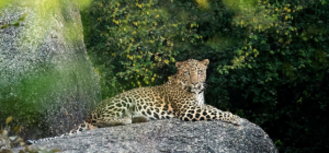 Indien Leopard-Safari image