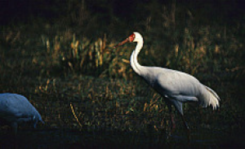 Bharatpur Bird Sanctuary