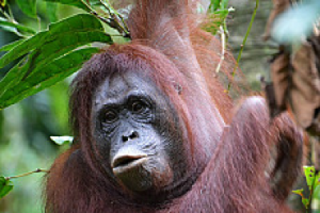 Borneo Orang-Utan-Safari