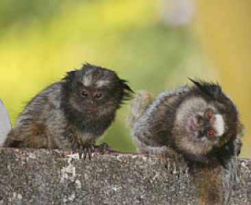 Brasilianisches Cerrado